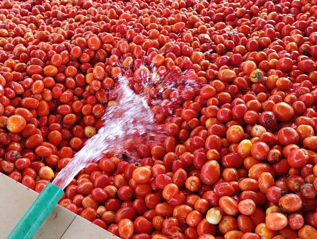 Après un lavage à grande eau, les tomates sont acheminées vers la chaîne de transformation pour être réduites en concentré