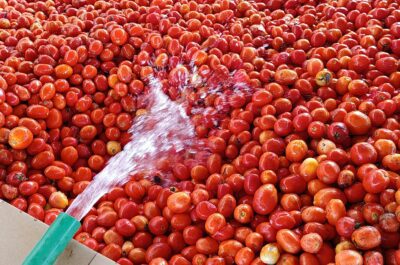 Après un lavage à grande eau, les tomates sont acheminées vers la chaîne de transformation pour être réduites en concentré.